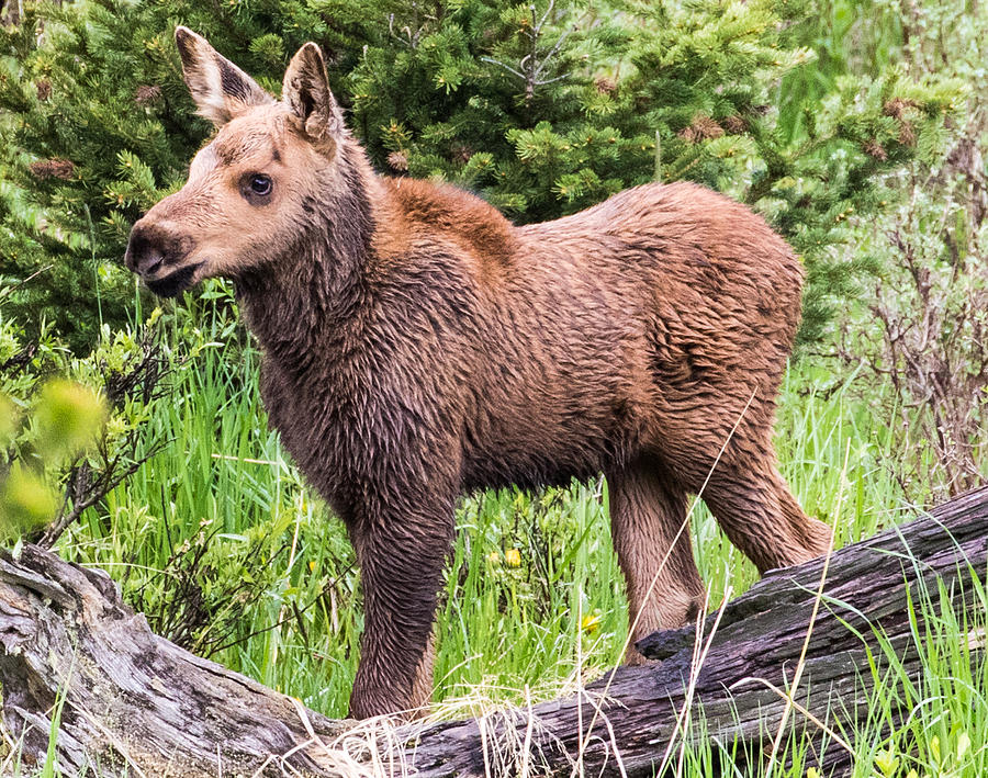 Moose Calf in Colorado Photograph by Mindy Musick King