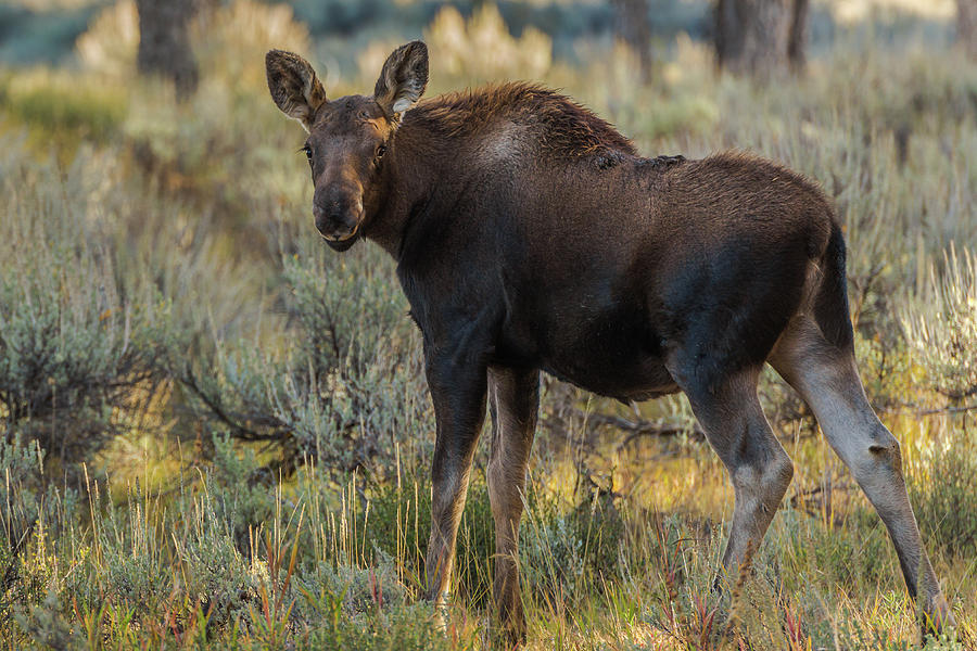Moose Calf In Fall Colors Photograph by Yeates Photography