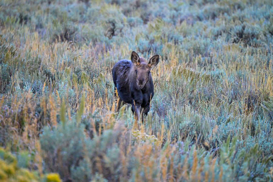 Moose calf in Grand Teton National Park Photograph by Marilyn Burton