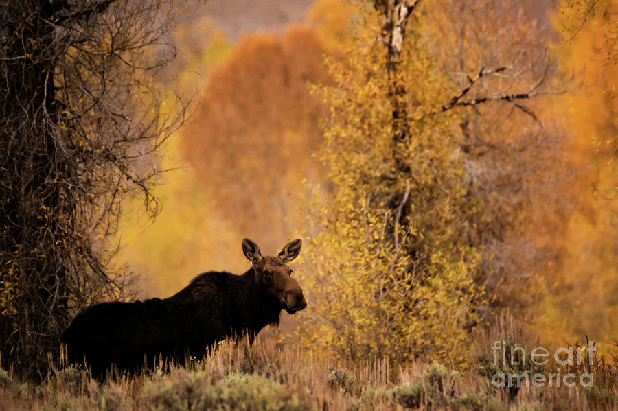 Moose Calf in the Tetons Photograph by Priscilla Burgers