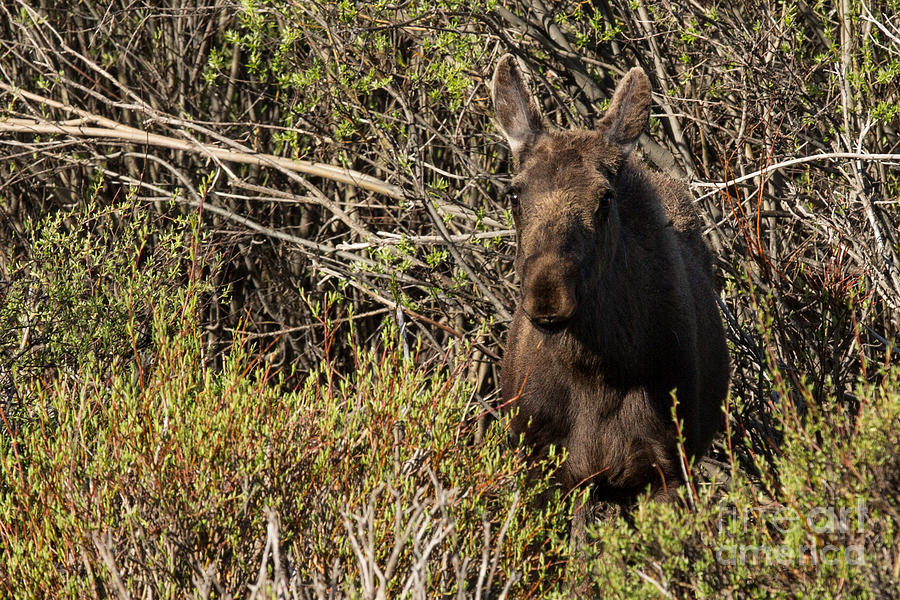 Moose Calf in the Willows Photograph by Natural Focal Point Photography