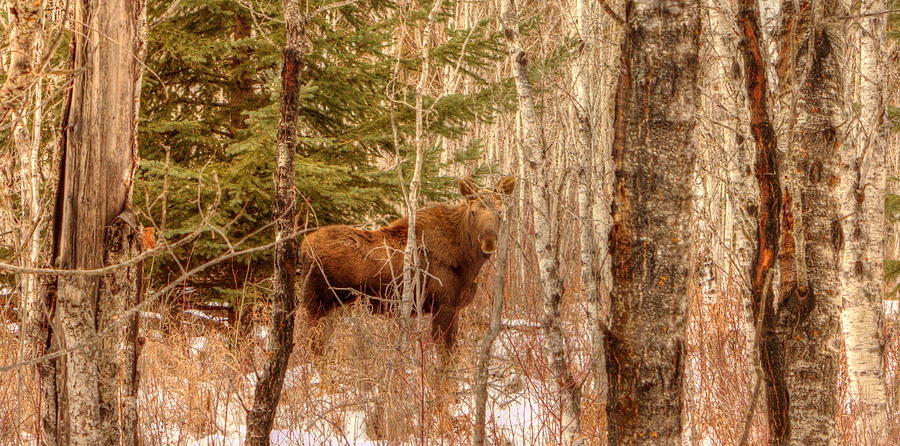 Moose Calf Photograph by Jim Sauchyn