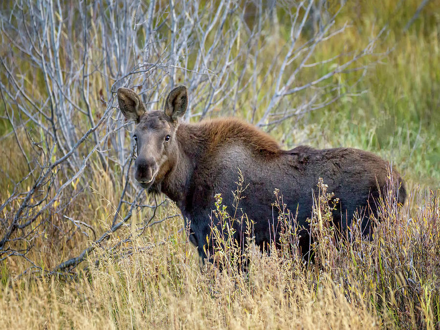 Moose Photograph - Moose Calf by Memoriee Sconce