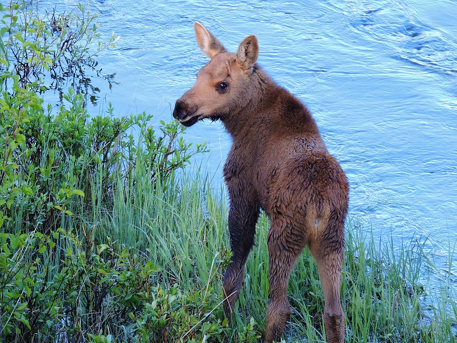 Moose Calf Photograph by Nicole Belvill