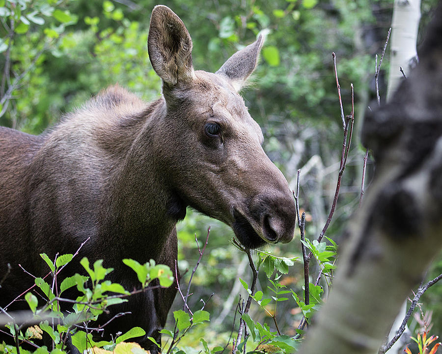 Moose Calf Profile Photograph by Jemmy Archer