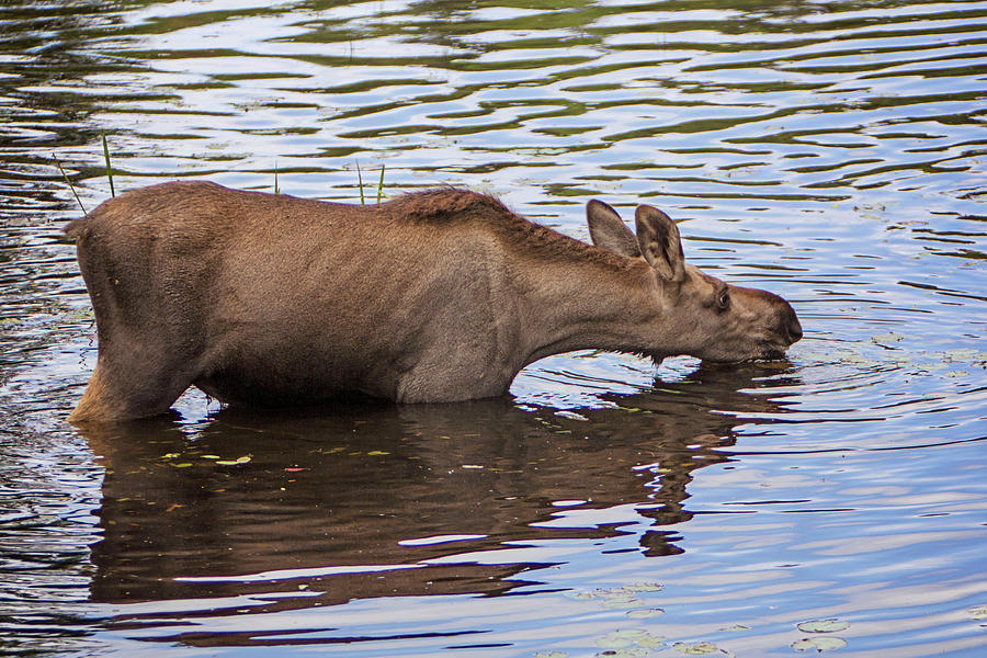 Moose Photograph - Moose Calf by Sandra Barbour