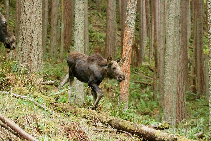 Moose calf Photograph by Sean Griffin