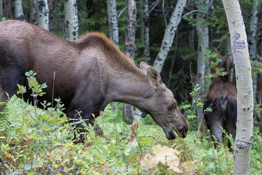 Moose Calf Yum Ferns Photograph by Jemmy Archer