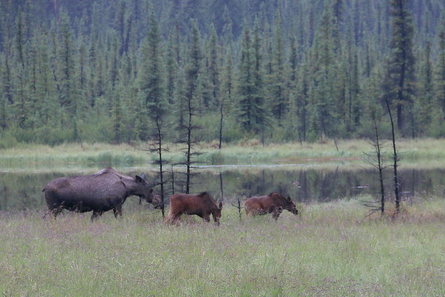 Moose Calves Photograph by Chris Christensen - Fine Art America