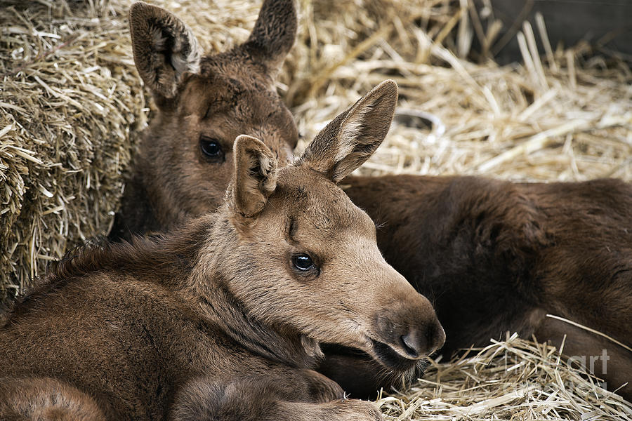 Animal Photograph - Moose Calves by John Greim
