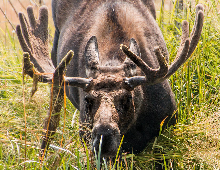 Moose Photograph by Cathy Donohoue