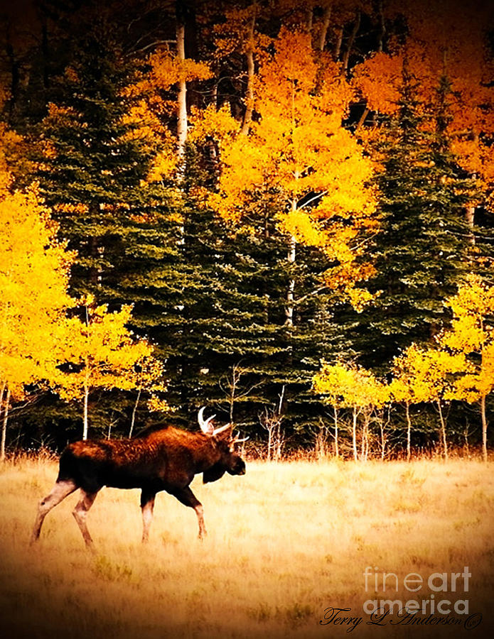 Moose Chasing Photograph by Terry Anderson