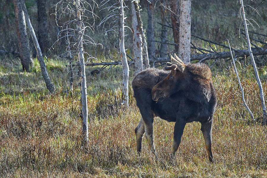 Moose Checking Six Photograph by Paul Freidlund