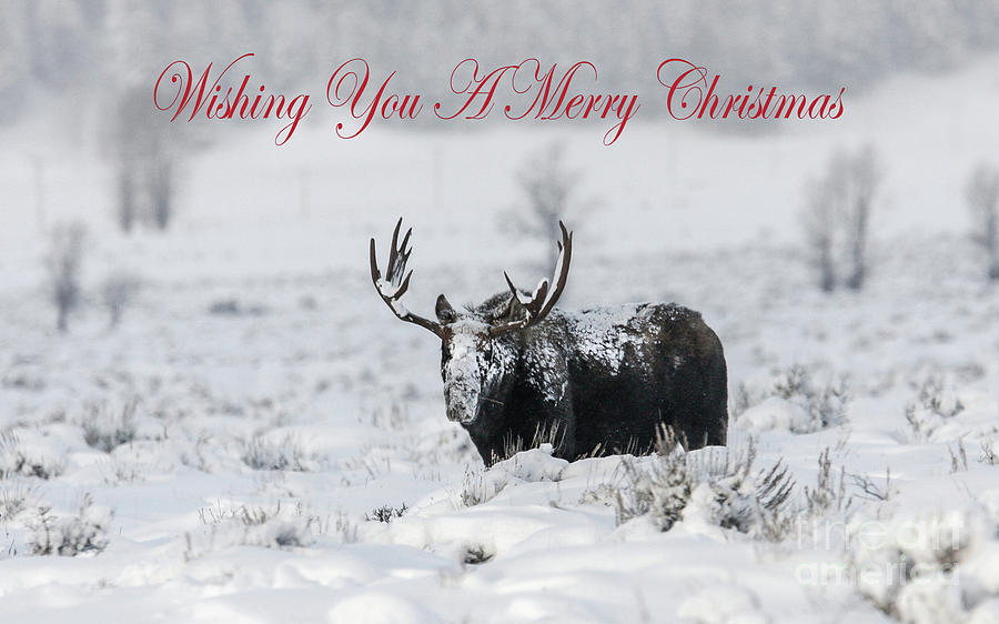 Moose Christmas Card Photograph by Ronnie And Frances Howard