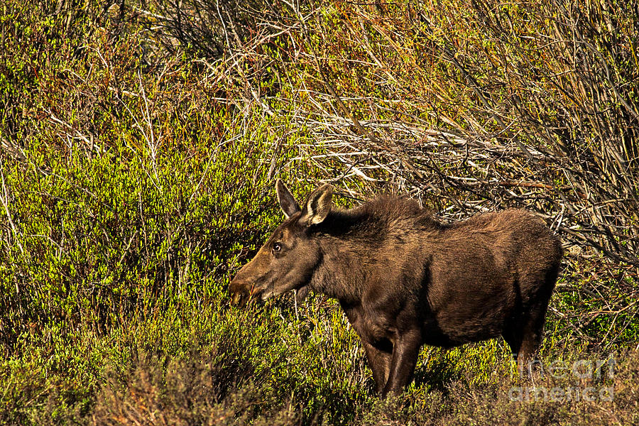 Moose Coming Out of the Willows Photograph by Natural Focal Point Photography