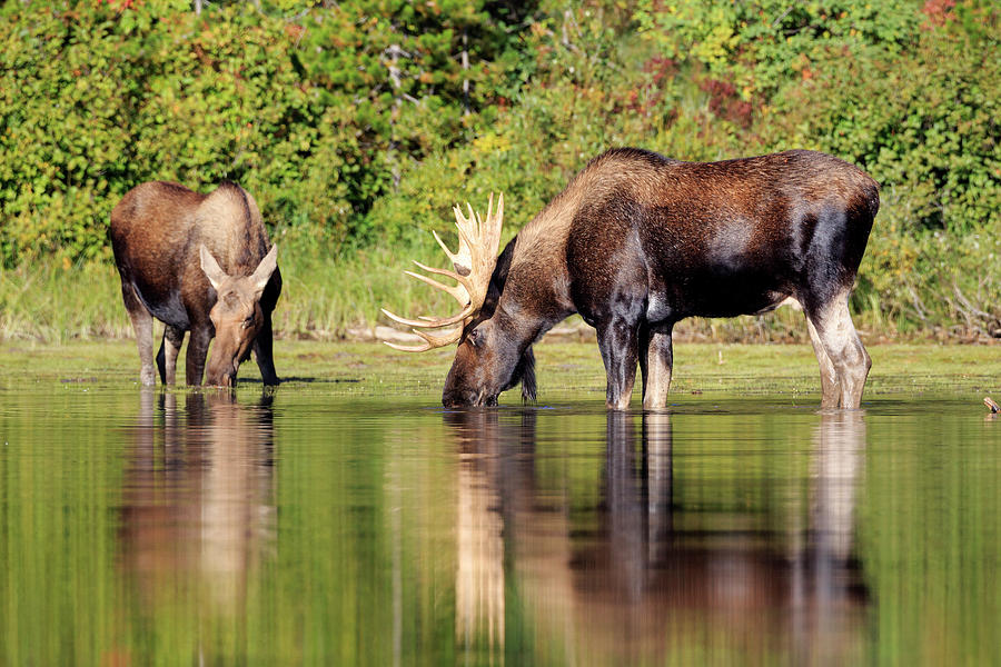 Moose Country Photograph by Jack Bell