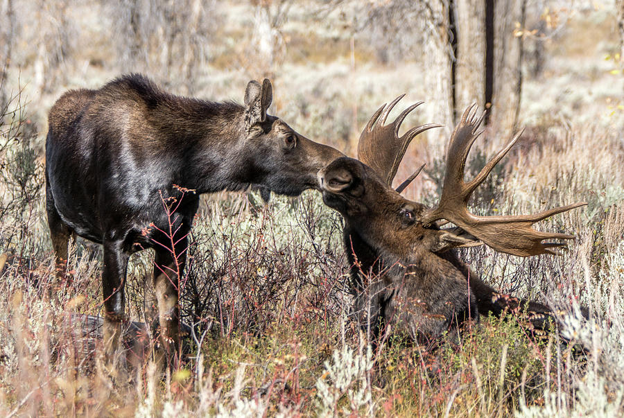 Moose Couple, Bull and Cow Photograph by Randy Straka - Fine Art America