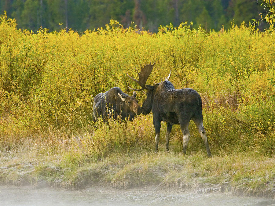 Moose Couple Photograph by Wesley Aston
