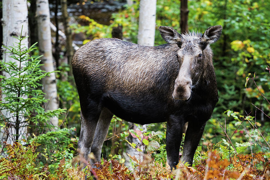 Moose Cow #2 Photograph by Brett Pelletier