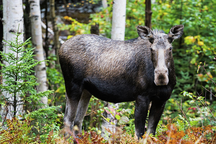Moose Cow #3 Photograph by Brett Pelletier