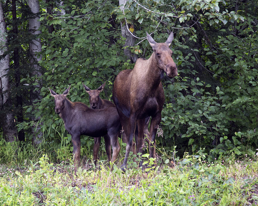 Moose Cow and Calves Photograph by Michael Riley - Fine Art America