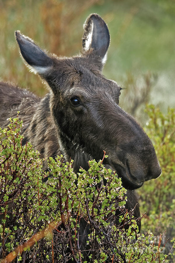 Moose Cow Morning in the Rockies Photograph by Natural Focal Point Photography