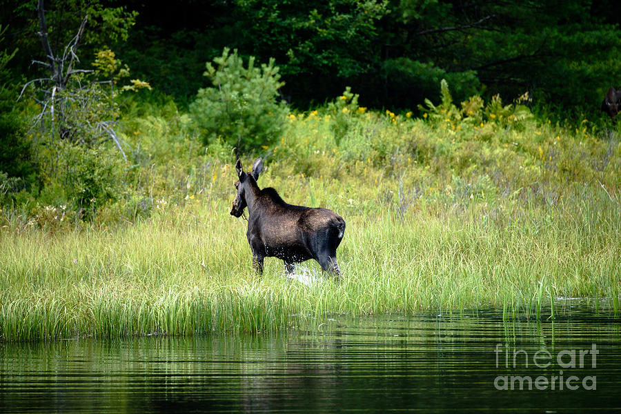 Moose Photograph - Moose Cow by Sherman Perry