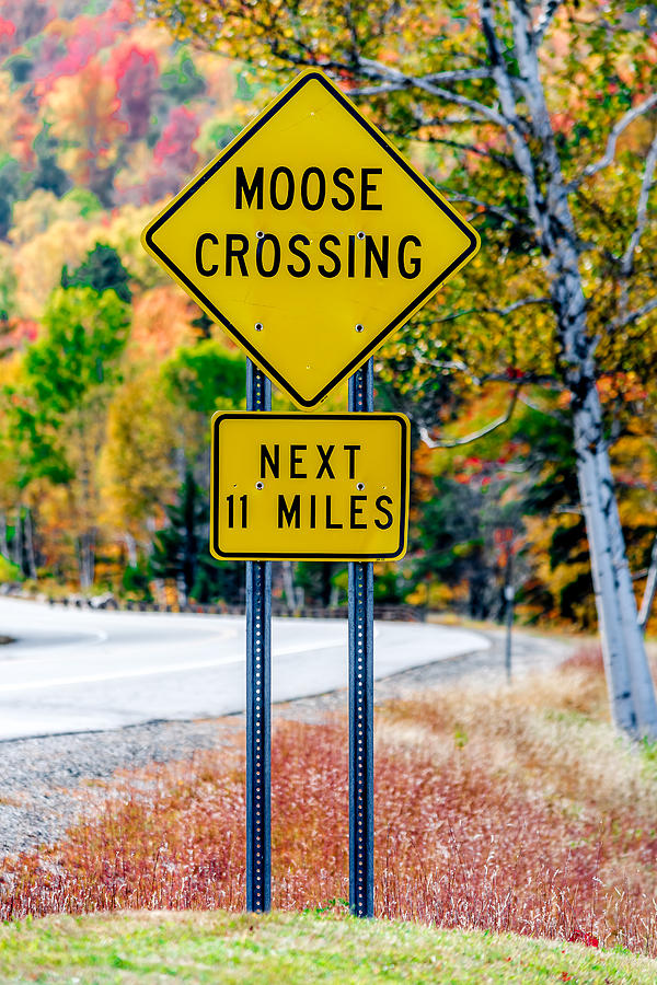 Fall Photograph - Moose Crossing by Black Brook Photography