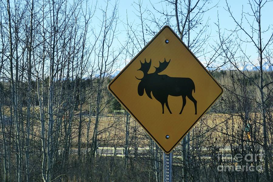 Moose Crossing Photograph by Jor Cop Images