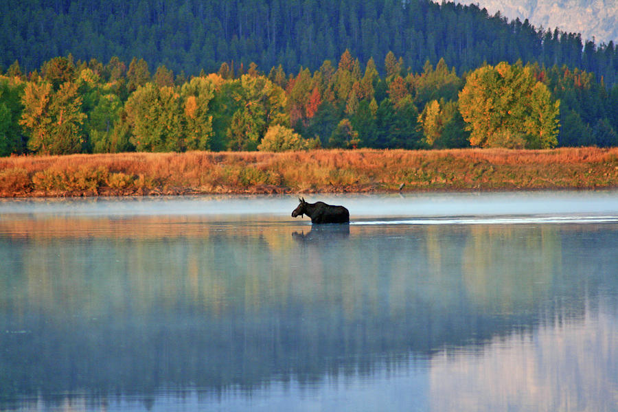 Moose Crossing Photograph by Scott Mahon