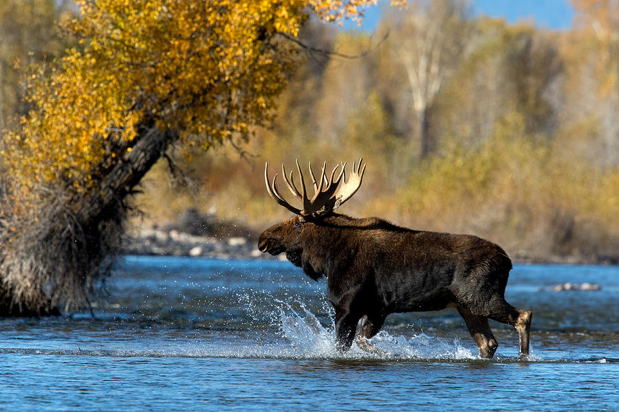 Moose Crossing Photograph by Shari Sommerfeld
