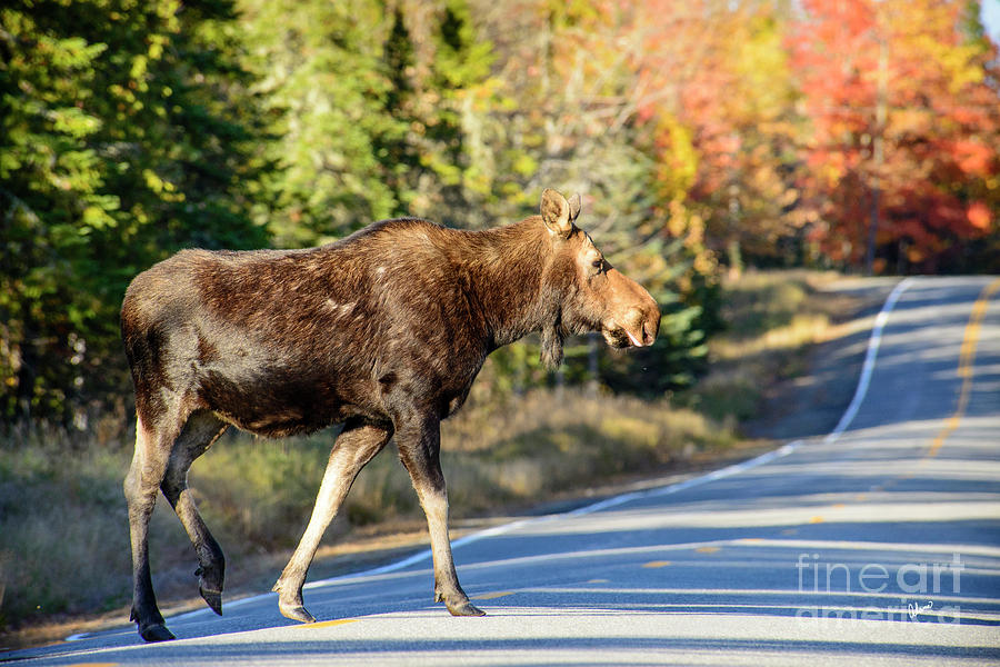 Moose Crossing the Road Photograph by Alana Ranney