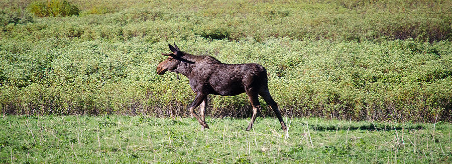 Grand Teton National Park Photograph - Moose by Crystal Wightman
