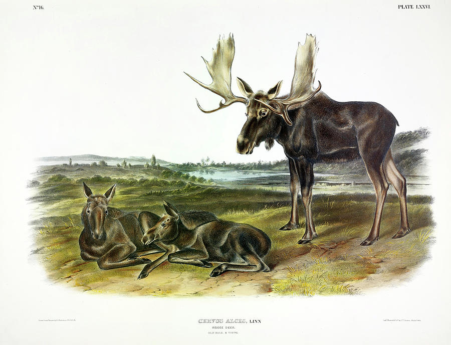 John James Audubon Painting - Moose Deer by John James Audubon