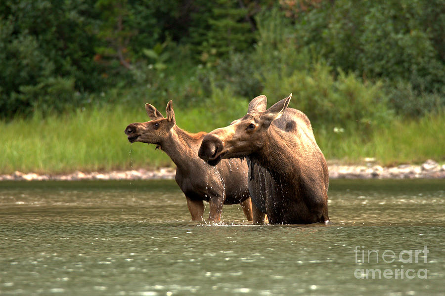 Moose Doubletake Photograph by Adam Jewell