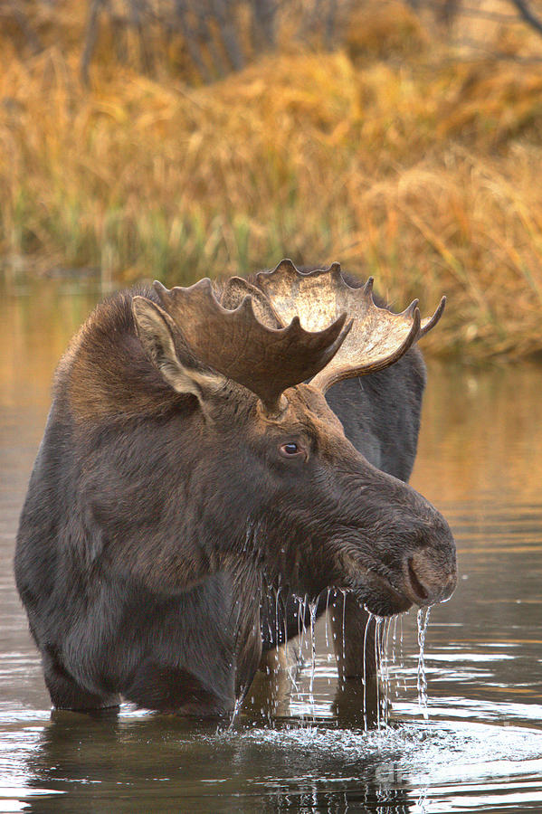 Moose Drool In The Wetlands Photograph by Adam Jewell