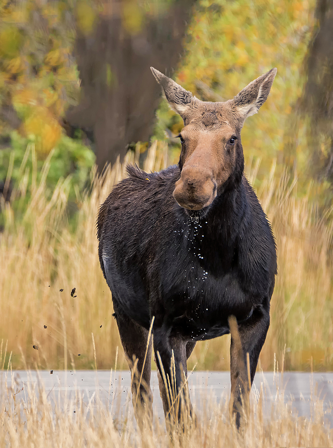 Grand Teton National Park Photograph - Moose Drool by Loree Johnson