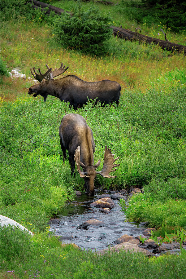 Moose Photograph by Dustin LeFevre