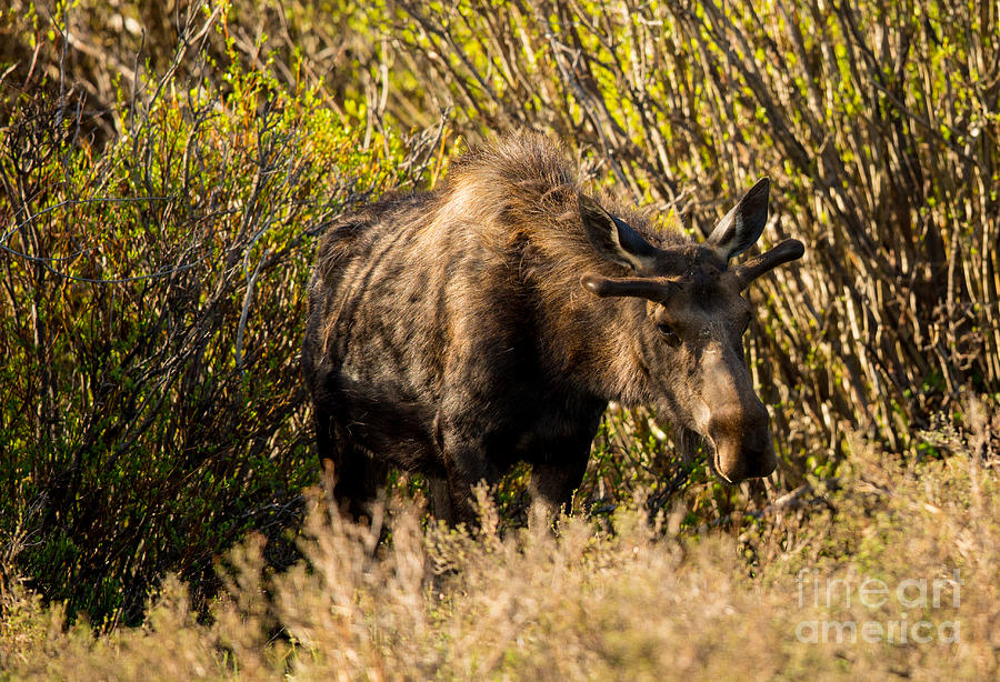 Moose Emerging from Willows Photograph by Natural Focal Point Photography