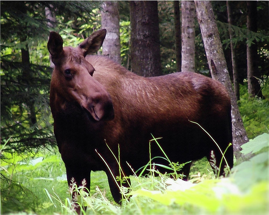 Moose Encounter Homer Alaska Photograph by DiDesigns Graphics