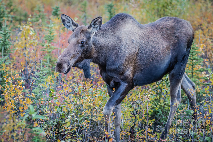 Moose Photograph - Moose by Eva Lechner