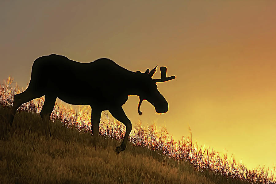 Moose Evening Wander Photograph by Jennie Marie Schell