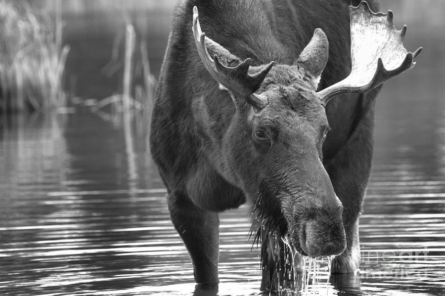 Moose Face Black And White Photograph by Adam Jewell
