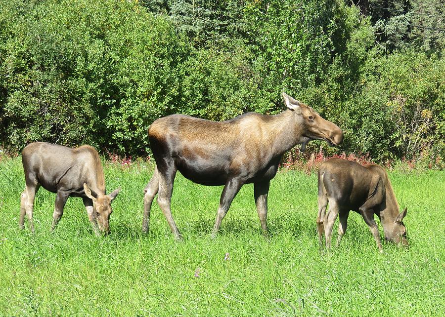 Moose Family Photograph by Lucinda VanVleck