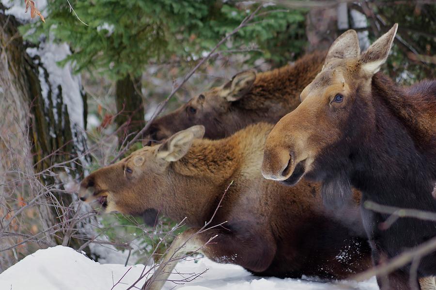 Moose Family Lunch Photograph by Matt Helm