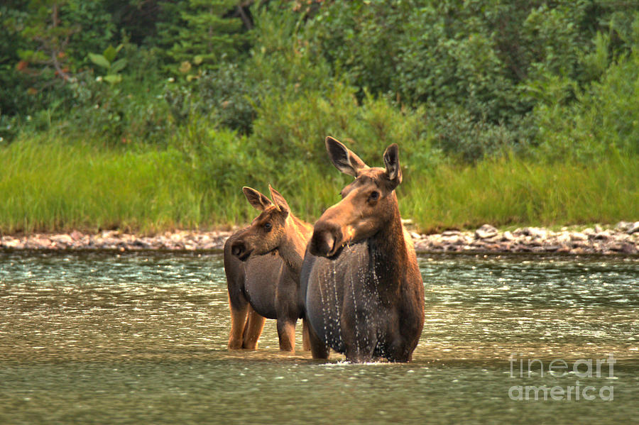Moose Family On The Lookout Photograph by Adam Jewell
