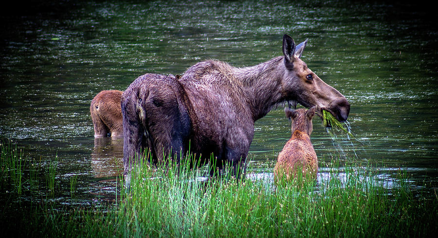 Moose family Photograph by Thomas Nay