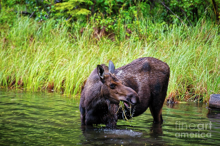 Moose Feeding Photograph by David Arment