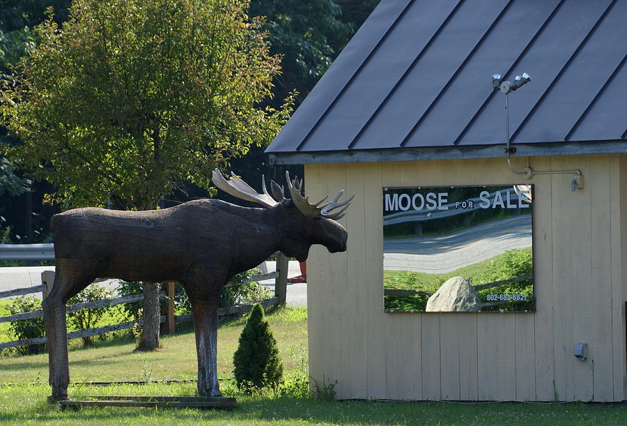 Moose for Sale Photograph by Lois Lepisto