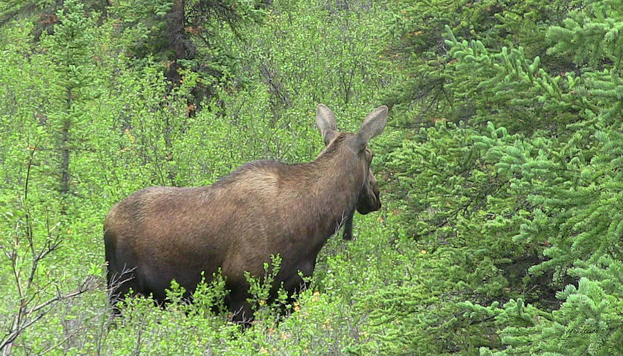 Moose Photograph by Gary Gunderson